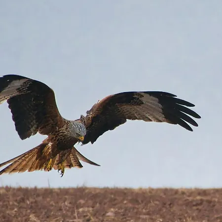 Auerhahn Ferienhaeuser Auerhahn 318 Hasselfelde