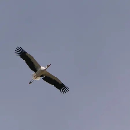 Ferienhaus Auerhahn Auerhahn 318