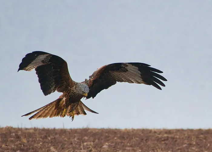 Auerhahn Ferienhaeuser Auerhahn 318 Hasselfelde