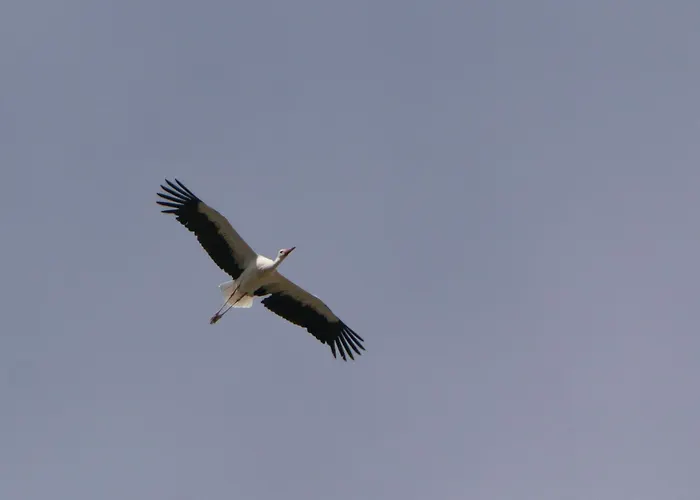 Tatil Evi Auerhahn Ferienhaeuser Auerhahn 318