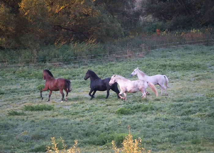 Tatil Evi Auerhahn Ferienhaeuser Auerhahn 318 Hasselfelde