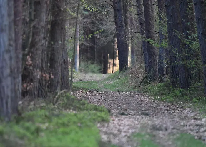 Tatil Evi Auerhahn Ferienhaeuser Auerhahn 318 *